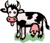 moo!
