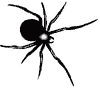 arachnid